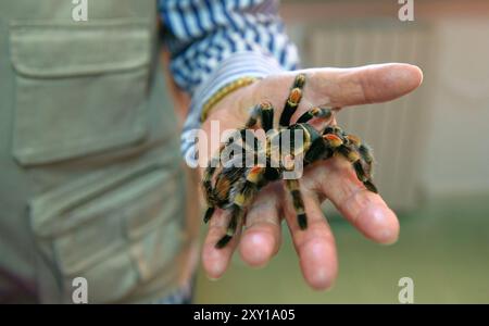 Orange-Kneed Tarantula spider on a man's hand Stock Photo