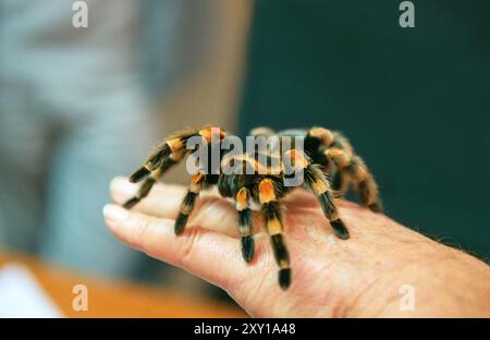 Orange-Kneed Tarantula spider on a man's hand Stock Photo