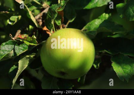 Fresh green apples on tree in morning light. Organic cultivation. Stock Photo