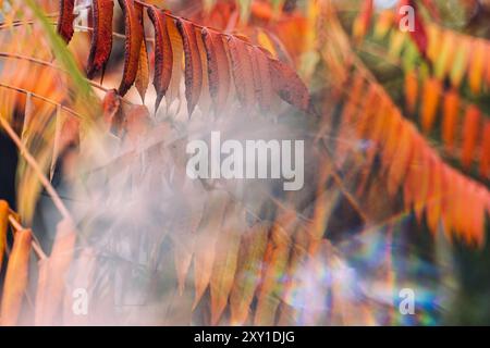 Abstract blurred autumn foliage with prismatic light refractions. Concept of nature, optical effects, dreamy landscapes, fall colors, impressionistic Stock Photo