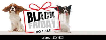 Two purebred dogs, Cavalier King Charles Spaniel and Papillon, sitting with abstract box with Black Friday - Big Sale, red ribbon tied around it. Stock Photo