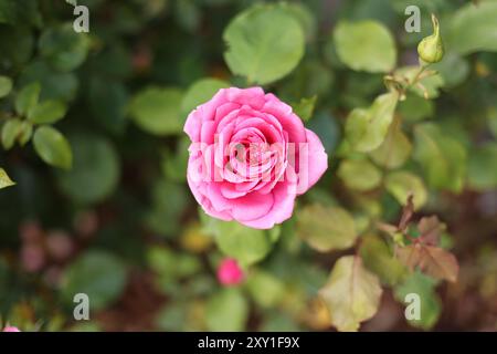 A light pink rose blossom in summer before a background of green rosebush leaves Stock Photo