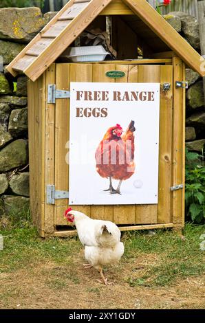 White hen strutting in front of small wooden storage unit advertising household's free range eggs for sale, domestic rural property, North York Moors. Stock Photo