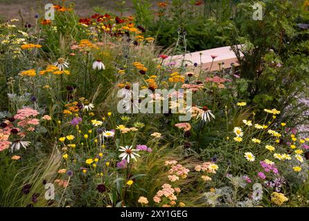 Achillea millefolium 'Salmon Beauty' and 'Terracotta', Echinacea ''Pretty Parasols' and 'White Swan' in A Summer Haze garden.  Designer: Kate Brown Stock Photo