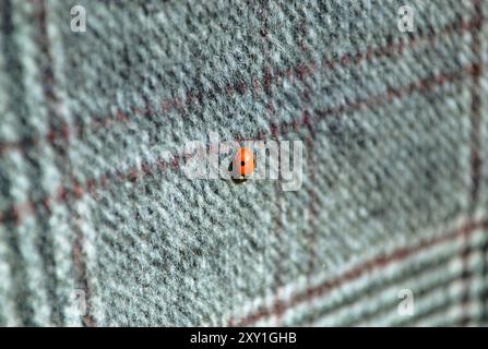 Orange ladybug sits on a woolen checkered material Stock Photo