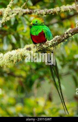 Resplendent Quetzal (Pharomachrus mocinno) male Stock Photo