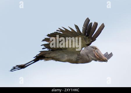 Shoebill stork (Balaeniceps rex) in flight, Mabamba Swamp, Lake Victoria, Uganda. Stock Photo