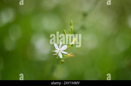 St. bernard's lily, anthericum liliago flower with blured background Stock Photo