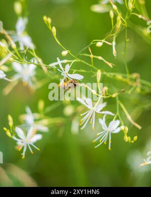 Bee, aspis insect collecting nectar on st bernard's lily flower. Animal, nature background Stock Photo