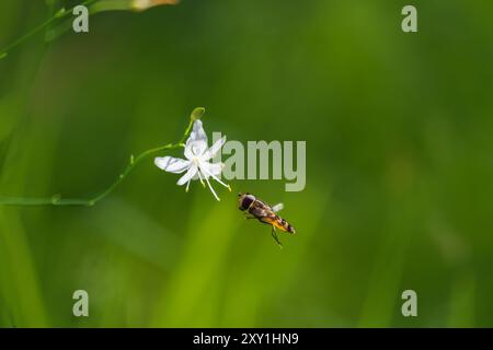 Hoverfly, syrphidae insect flying to st bernard's lily flower. Animal, nature background Stock Photo