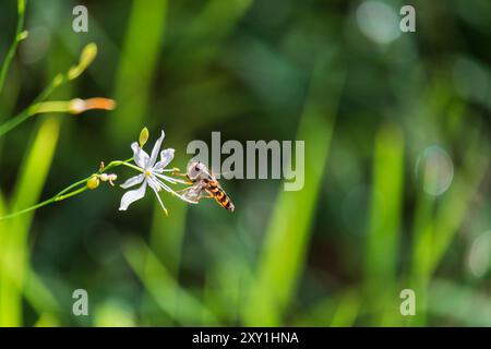 Hoverfly, syrphidae insect sitting on st bernard's lily flower. Animal, nature background Stock Photo