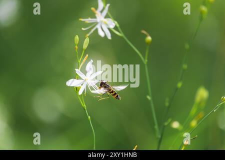 Hoverfly, syrphidae insect sitting on st bernard's lily flower. Animal, nature background Stock Photo