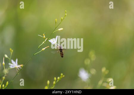 Hoverfly, syrphidae insect sitting on st bernard's lily flower. Animal, nature background Stock Photo