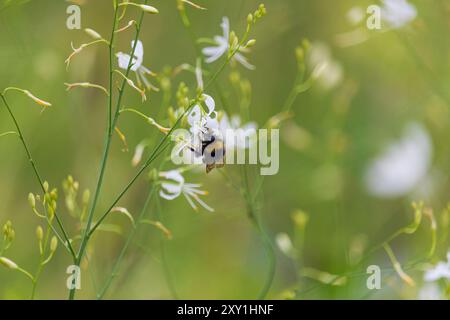 Bumbleee, bombus insect suck nectar on st bernard's lily flower. Animal, nature background Stock Photo