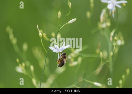 Bee, aspis insect collecting nectar on st bernard's lily flower. Animal, nature background Stock Photo