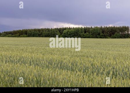 wheat field after a thunderstorm and rain, cloudy weather in a field with green unripe wheat, forest Stock Photo