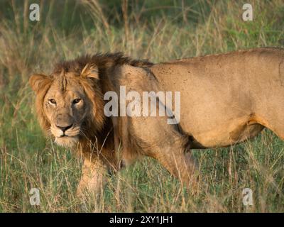 African lion (Panthera leo) male walking, Queen Elizabeth National Park, Uganda Stock Photo