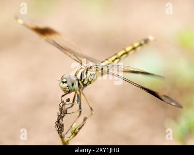 Banded Groundling (Brachythemis leucosticta) perched on branch, waters edge, Kazinga Channel, Queen Elizabeth National Park, Uganda Stock Photo