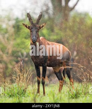 Topi (Damaliscus lunatus jimela) standing eating in rain, Queen Elizabeth National Park, Uganda Stock Photo