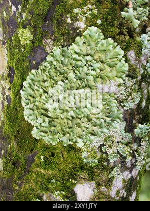 Lichen (Crustose sp), on tree trunk, Rwenzori Mountains, Uganda Stock Photo