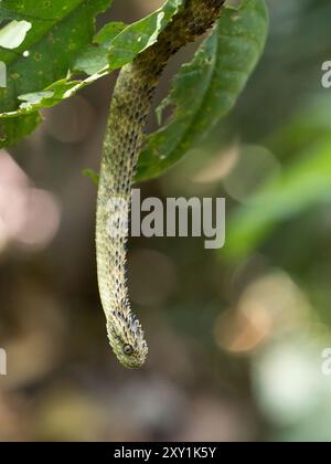 African Hairy Bush Viper Snake (Atheris hispida) on tree branch in Mityana Forest, Uganda Stock Photo