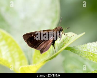 Clouded Skipper Butterfly (Lerema accius) on leaf, Mabira Forest, Uganda Stock Photo