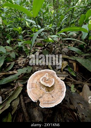 Bracket Fungi (Polypores sp) growing on a dead tree stump, Mabira Forest, Uganda Stock Photo