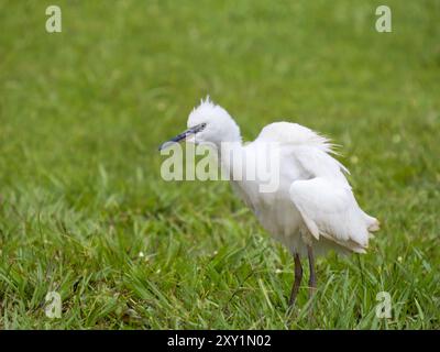 Little Egret (Egretta garzetta) Lake Victoria, Sienna Beach Hotel, Entebbe, Uganda Stock Photo