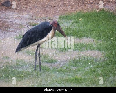 Marabou Stork (Leptoptilos crumenifer) standing in rain storm, Lake Victoria, Sienna Beach Hotel, Entebbe, Uganda Stock Photo