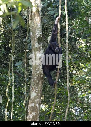 Chimpanzee (Pan troglodytes) climbing in tree, Kibale Forest National Park, Uganda. Endangered. Stock Photo