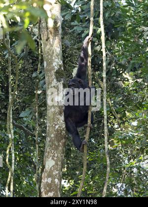 Chimpanzee (Pan troglodytes) climbing in tree, Kibale Forest National Park, Uganda. Endangered. Stock Photo