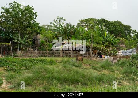 village house with cows grazing nearby farmland, Rajshahi Division, Bangladesh. Stock Photo