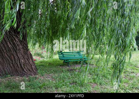 Green wooden bench under a willow tree. Thick tree trunk and hanging willow branches. Stock Photo