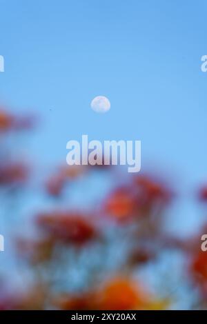 Beautiful multicolored of Straw flower or Everlasting Daisy flower blooming in the garden and moon in blue sky on springtime at sunny day Stock Photo