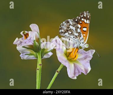 Detail of a Mormon Metalmark butterfly, Apodemia mormo, photographed in central Oregon near the Metolius River in the Oregon Cascades. Stock Photo