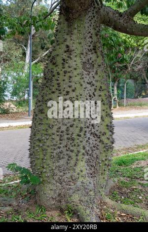 Swollen Tree Trunks The prickly, swollen trunk of a Silk Floss Tree, Ceiba speciosa, in ...