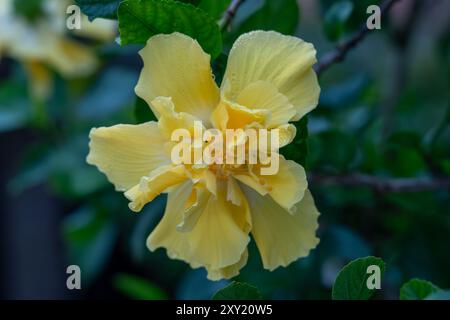 A yellow double hibiscus flower in San Jose de Metan, Argentina. Stock Photo