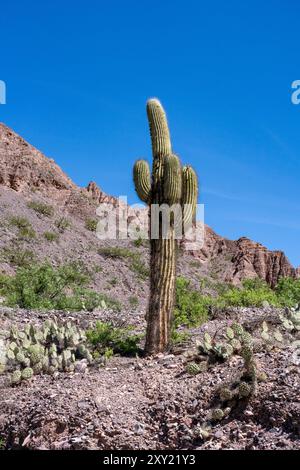 Argentine Saguaro or Cardon Grande cactus and prickly pear cacti in the Quebrada de Humahuaca in Argentina. Stock Photo