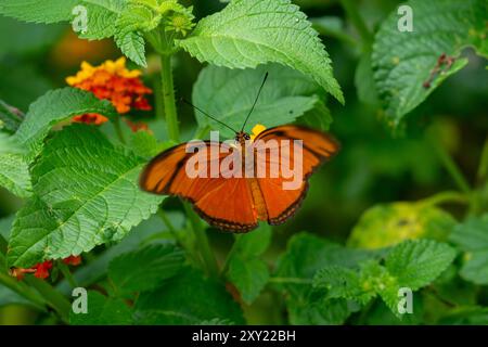 A Julia Heliconian butterfly, Dryas iulia, feeds on the flowers of a Spanish Flag bush in Posta de Yatasto, Argentina. Stock Photo