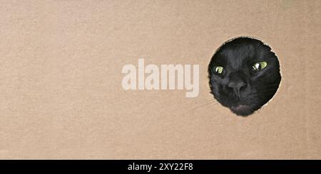 Funny black cat looking curious out of a hole in a cardboard box. Panoramic image with copy space. Stock Photo