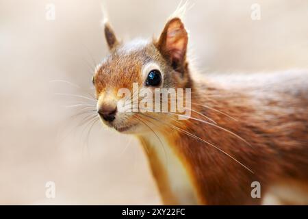 Close-up of a curious red squirrel Stock Photo