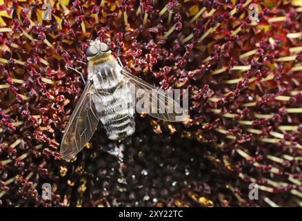 Detail of a bee-fly, family Bombyliidae, on a sunflower bloom in an organic garden in central Oregon. Stock Photo