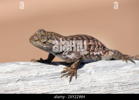 Detail of a Western Fence Lizard, Celoporus occidentalis, perched on a fence in central Oregon. Stock Photo