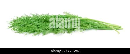 Bunch of fresh raw dill isolated on white. Stock Photo