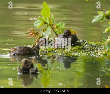 Little grebe or Dabchick (Tachybaptus ruficollis) on nest feeding dragonfly larva to young chick on a pond in southern England Stock Photo