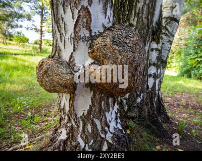 Two large growths (burls) on a birch trunk Stock Photo