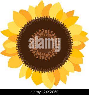Large round sunflower inflorescence. Sunflower flower filled with ripe seeds. Simple color cozy illustration. Hand drawn cartoon vector isolated on wh Stock Vector