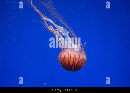Graceful Jellyfish Gliding Through the Deep Blue Ocean Stock Photo - Alamy