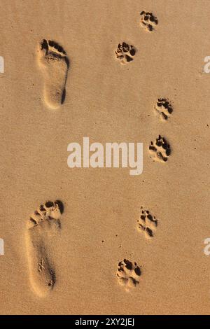 A man and his dog. Perfect human and dog footprints side by side in wet golden beach sand. Conceptual image. Stock Photo