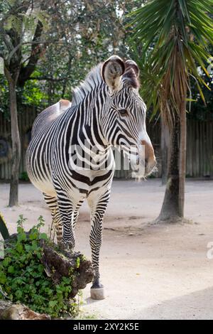 Zebra in the zoo. Wildlife scene from nature. Animals in the zoo Stock Photo